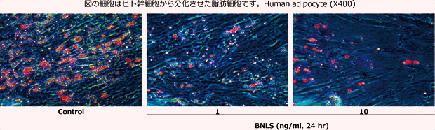 BNLS脂肪細胞反応試験